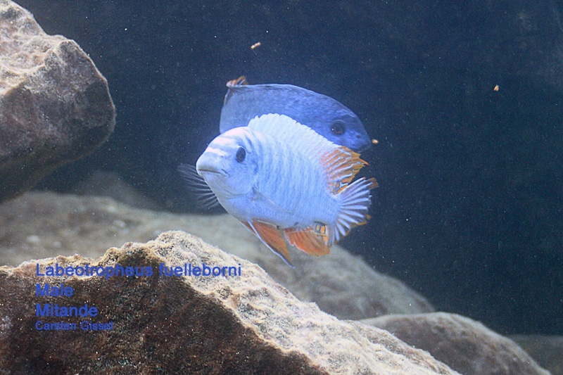 Labeotropheus fuelleborni 'Mitande Reef (Rocks)'